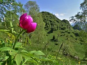 02  Peonia officinalis (Peonia selvatica) in piena fioritura con vista sul Monte Zucco